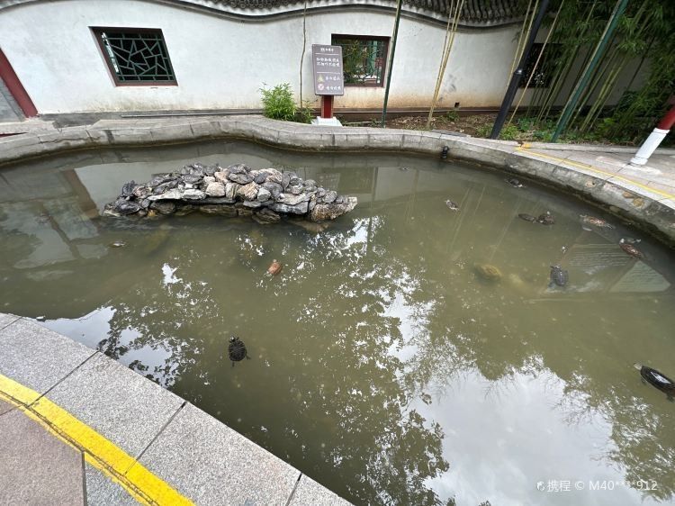 如何合法地放生龍魚？（/龜池門票多少錢/龜池門票多少錢） 如何合法地放生龍魚？（/龜池門票多少錢/龜池門票多少錢） 龍魚百科 第7張