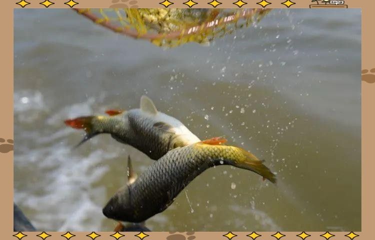如何合法地放生龍魚？（/龜池門票多少錢/龜池門票多少錢） 如何合法地放生龍魚？（/龜池門票多少錢/龜池門票多少錢） 龍魚百科 第6張