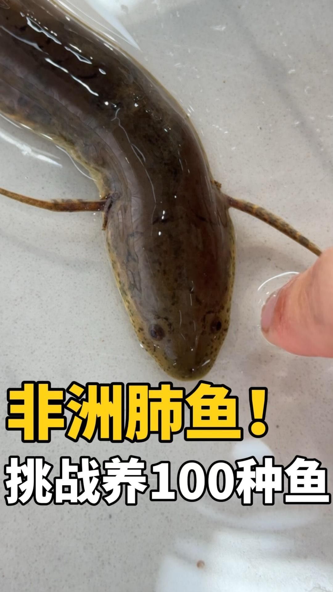 非洲肺魚簡介（「摩登動物小劇場」非洲肺魚）