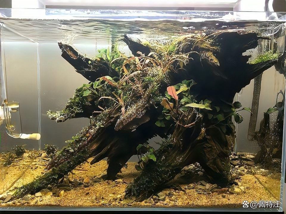 沉木不清洗會有什么后果？（沉木不清洗會帶來什么后果？） 沉木不清洗會有什么后果？（沉木不清洗會帶來什么后果？） 龍魚百科 第1張