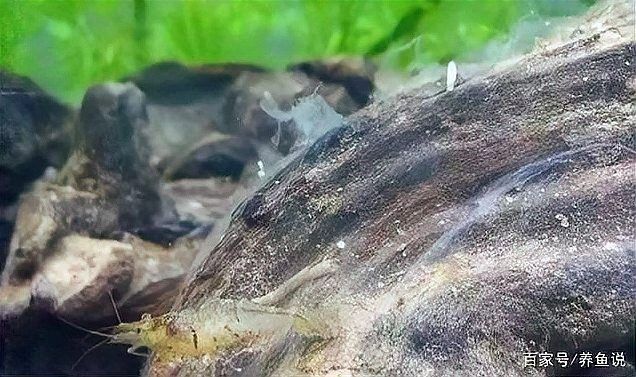 沉木不清洗會有什么后果？（沉木不清洗會帶來什么后果？） 沉木不清洗會有什么后果？（沉木不清洗會帶來什么后果？） 龍魚百科 第2張