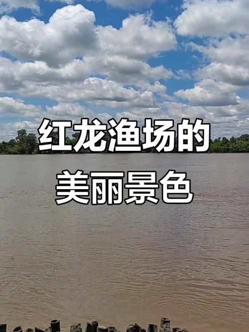 如何辨別真假紅龍魚漁場（如何辨別真假紅龍魚漁場，印尼紅龍魚芯片查詢功能介紹）