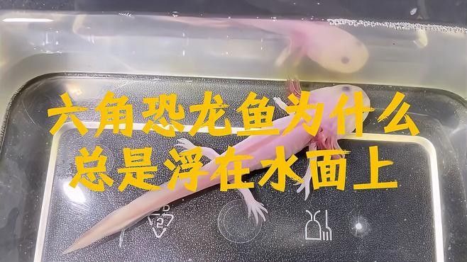哪些因素會(huì)影響恐龍魚的行為（關(guān)于恐龍魚的一些問題）