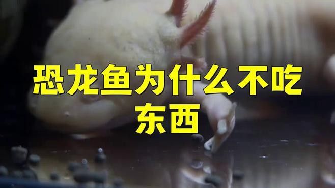 哪些因素會(huì)影響恐龍魚的行為（關(guān)于恐龍魚的一些問題）