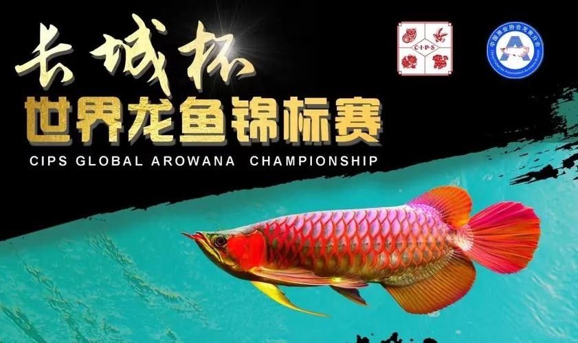 2025長城杯龍魚大賽品牌（2025“長城杯”世界龍魚錦標賽報名開啟！）