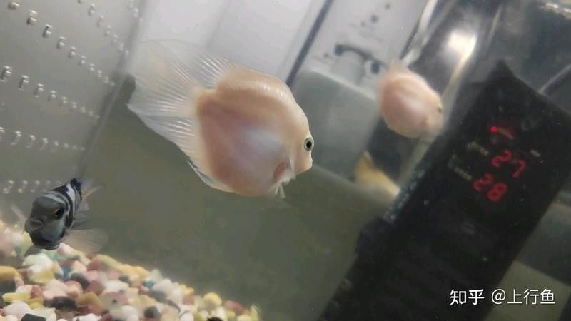 如何減少龍魚和鸚鵡地圖的沖突（魚和鸚鵡地圖沖突怎么辦） 如何減少龍魚和鸚鵡地圖的沖突（魚和鸚鵡地圖沖突怎么辦） 龍魚百科 第3張