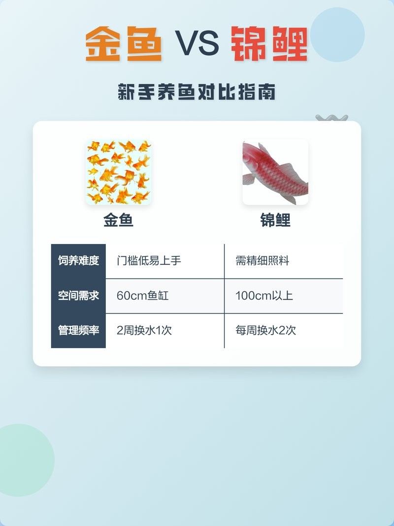 金魚與錦鯉哪個好養（金魚和錦鯉哪個好養） 金魚與錦鯉哪個好養（金魚和錦鯉哪個好養） 觀賞魚百科 第1張