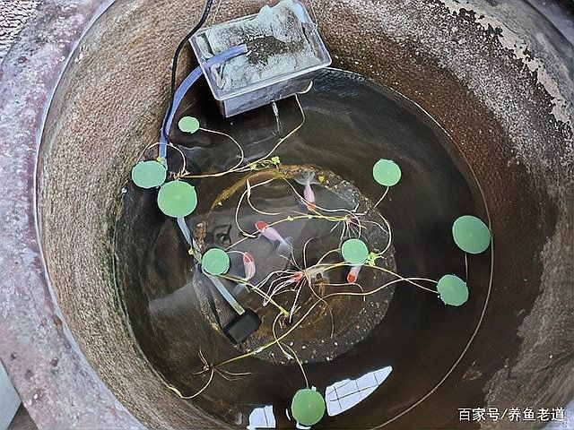 金魚與錦鯉哪個好養（金魚和錦鯉哪個好養） 金魚與錦鯉哪個好養（金魚和錦鯉哪個好養） 觀賞魚百科 第3張
