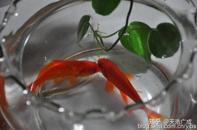 有哪些適合手機的壁紙網站,手機壁紙推薦 龍魚百科 第1張 有哪些適合手機的壁紙網站,手機壁紙推薦 有哪些適合手機的壁紙網站,手機壁紙推薦 龍魚百科 第1張