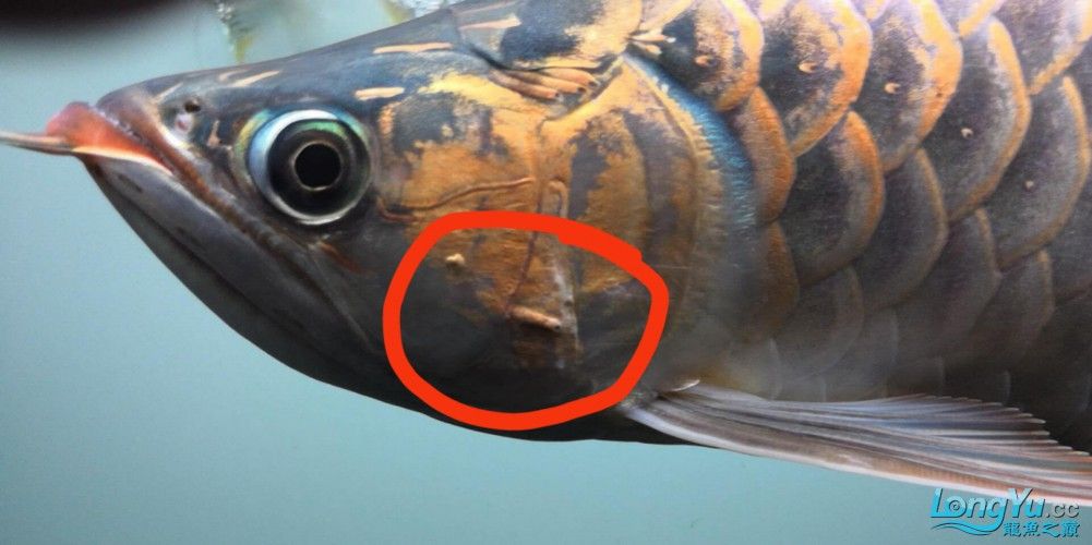 龍魚鰓病有什么癥狀圖片(養魚筆記第3季103集龍魚鰓病癥狀及治療全解析) 觀賞魚百科 第13張 龍魚鰓病有什么癥狀圖片(養魚筆記第3季103集龍魚鰓病癥狀及治療全解析) 龍魚鰓病有什么癥狀圖片(養魚筆記第3季103集龍魚鰓病癥狀及治療全解析) 觀賞魚百科 第13張
