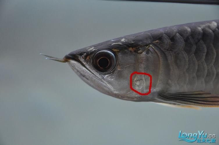 龍魚鰓病有什么癥狀圖片(養魚筆記第3季103集龍魚鰓病癥狀及治療全解析) 觀賞魚百科 第11張 龍魚鰓病有什么癥狀圖片(養魚筆記第3季103集龍魚鰓病癥狀及治療全解析) 龍魚鰓病有什么癥狀圖片(養魚筆記第3季103集龍魚鰓病癥狀及治療全解析) 觀賞魚百科 第11張