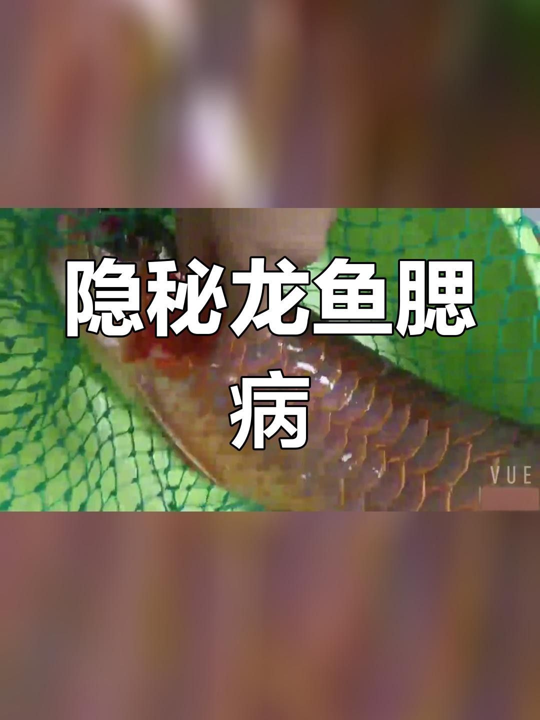 龍魚鰓病有什么癥狀圖片（養魚筆記第3季103集龍魚鰓病癥狀及治療全解析） 龍魚鰓病有什么癥狀圖片（養魚筆記第3季103集龍魚鰓病癥狀及治療全解析） 觀賞魚百科 第7張