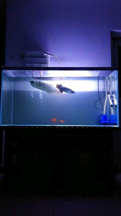 龍魚鸚鵡招財混養需要哪些設備（魚和鸚鵡混養是一種流行的水族養殖方式）