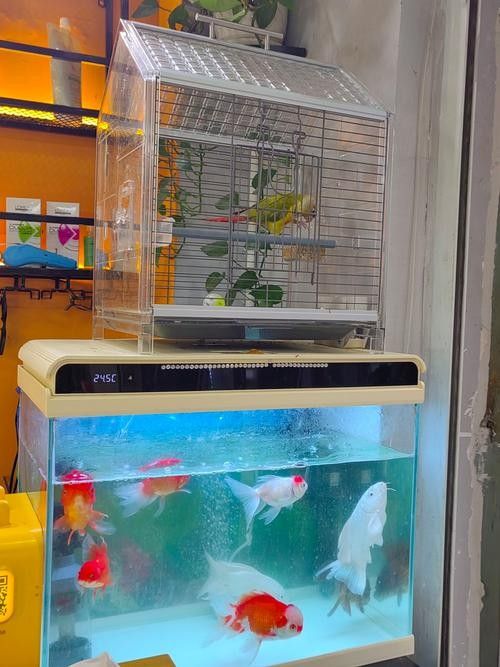 龍魚鸚鵡招財混養需要哪些設備（魚和鸚鵡混養是一種流行的水族養殖方式）