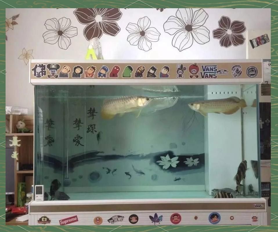龍魚鸚鵡招財混養需要哪些設備（魚和鸚鵡混養是一種流行的水族養殖方式）