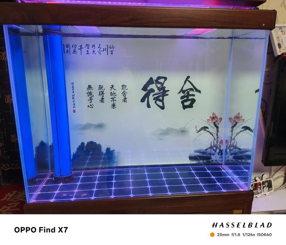 龍魚鸚鵡招財混養需要哪些設備（魚和鸚鵡混養是一種流行的水族養殖方式）