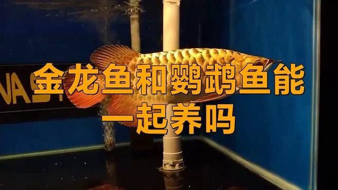 龍魚鸚鵡招財混養需要哪些設備（魚和鸚鵡混養是一種流行的水族養殖方式）