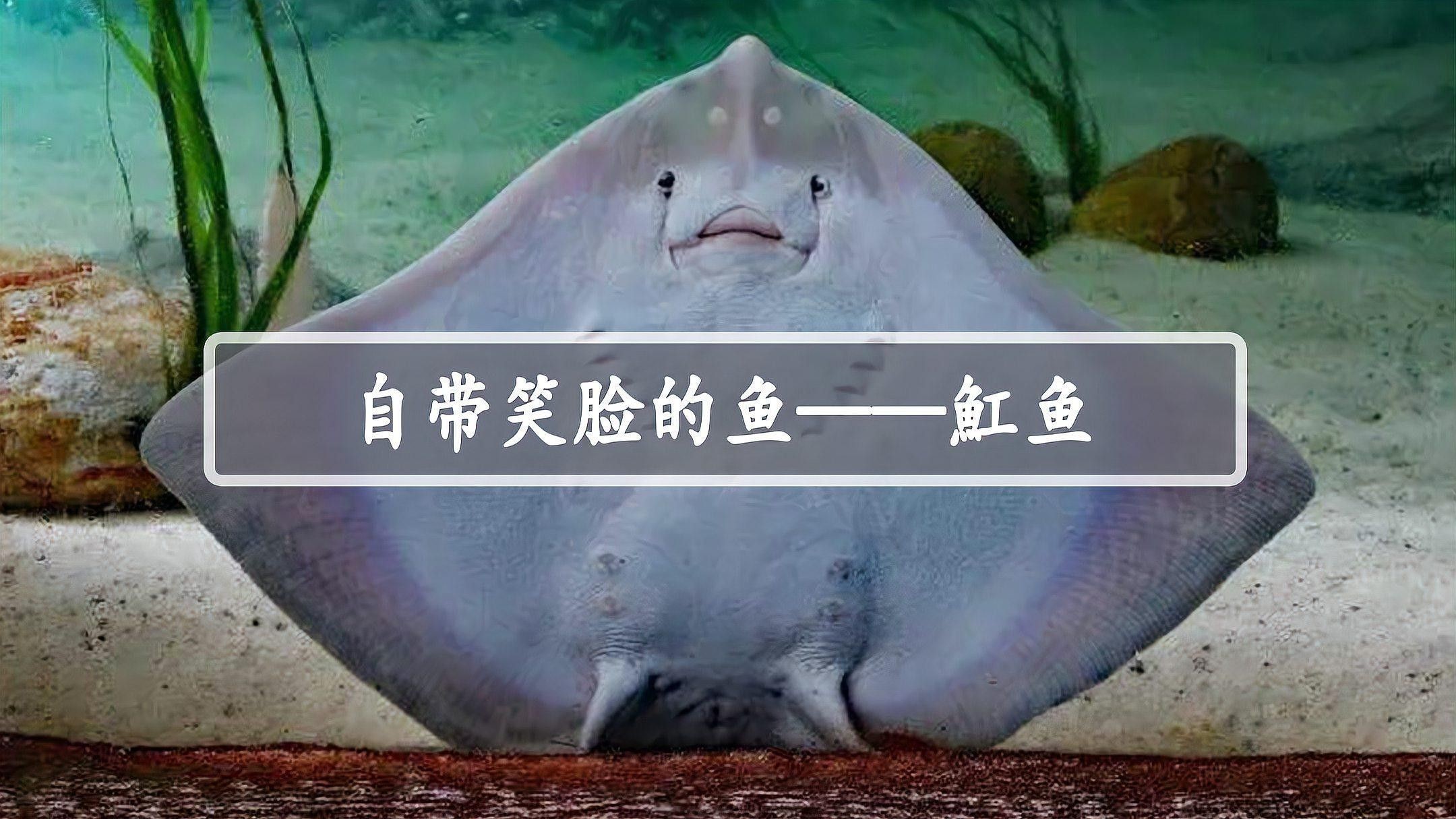 飛鳳魚和魟魚的價格是多少（鳳魚和魟魚的價格因地區(qū)、品種、健康狀況以及市場供需情況而異）