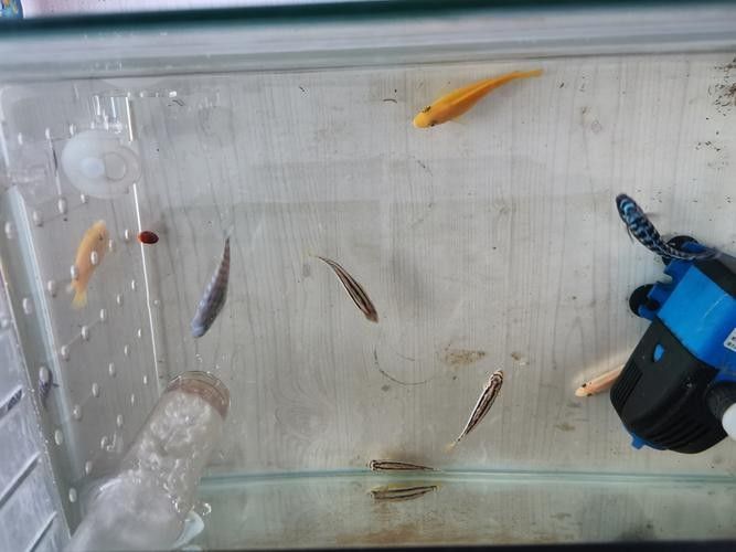 給我一些紅老虎魚和金龍魚混養的圖片（紅老虎魚與金龍魚混養的圖片資源及相關混養建議）