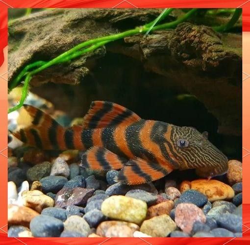 給我一些紅老虎魚和金龍魚混養的圖片（紅老虎魚與金龍魚混養的圖片資源及相關混養建議）