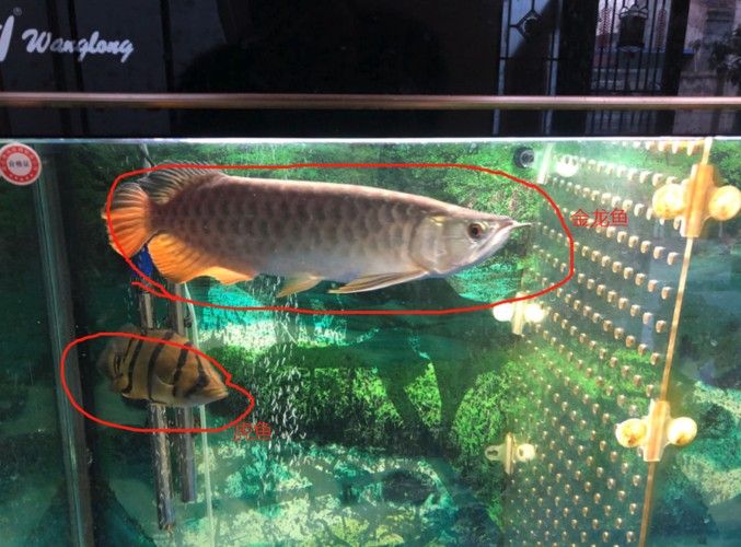 給我一些紅老虎魚和金龍魚混養的圖片（紅老虎魚與金龍魚混養的圖片資源及相關混養建議）