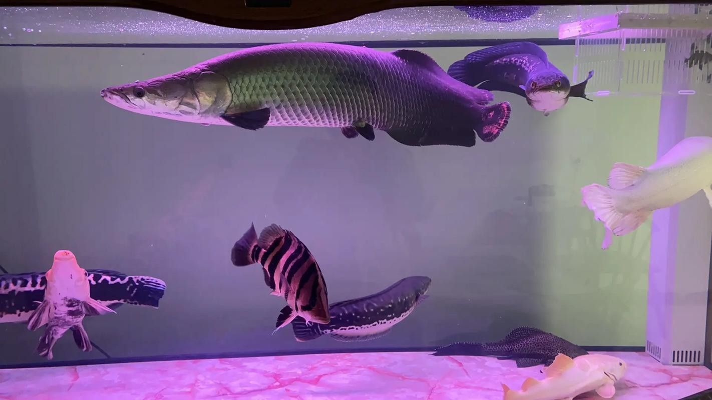 給我一些紅老虎魚和金龍魚混養的圖片（紅老虎魚與金龍魚混養的圖片資源及相關混養建議）