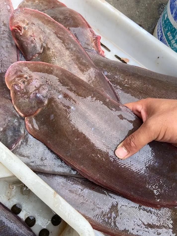 龍利魚(yú)的價(jià)格是多少？（青春山外揭開(kāi)“龍利魚(yú)”物美價(jià)廉的真相央視20分鐘報(bào)道） 龍利魚(yú)的價(jià)格是多少？（青春山外揭開(kāi)“龍利魚(yú)”物美價(jià)廉的真相央視20分鐘報(bào)道） 龍魚(yú)百科 第2張