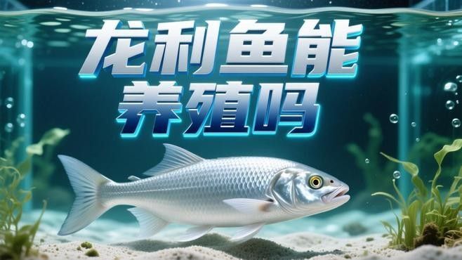 龍利魚(yú)的價(jià)格是多少？（青春山外揭開(kāi)“龍利魚(yú)”物美價(jià)廉的真相央視20分鐘報(bào)道） 龍利魚(yú)的價(jià)格是多少？（青春山外揭開(kāi)“龍利魚(yú)”物美價(jià)廉的真相央視20分鐘報(bào)道） 龍魚(yú)百科 第7張