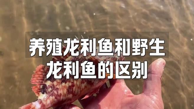 龍利魚(yú)的價(jià)格是多少？（青春山外揭開(kāi)“龍利魚(yú)”物美價(jià)廉的真相央視20分鐘報(bào)道） 龍利魚(yú)的價(jià)格是多少？（青春山外揭開(kāi)“龍利魚(yú)”物美價(jià)廉的真相央視20分鐘報(bào)道） 龍魚(yú)百科 第8張