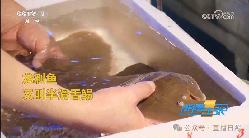 龍利魚(yú)的價(jià)格是多少？（青春山外揭開(kāi)“龍利魚(yú)”物美價(jià)廉的真相央視20分鐘報(bào)道） 龍利魚(yú)的價(jià)格是多少？（青春山外揭開(kāi)“龍利魚(yú)”物美價(jià)廉的真相央視20分鐘報(bào)道） 龍魚(yú)百科 第10張