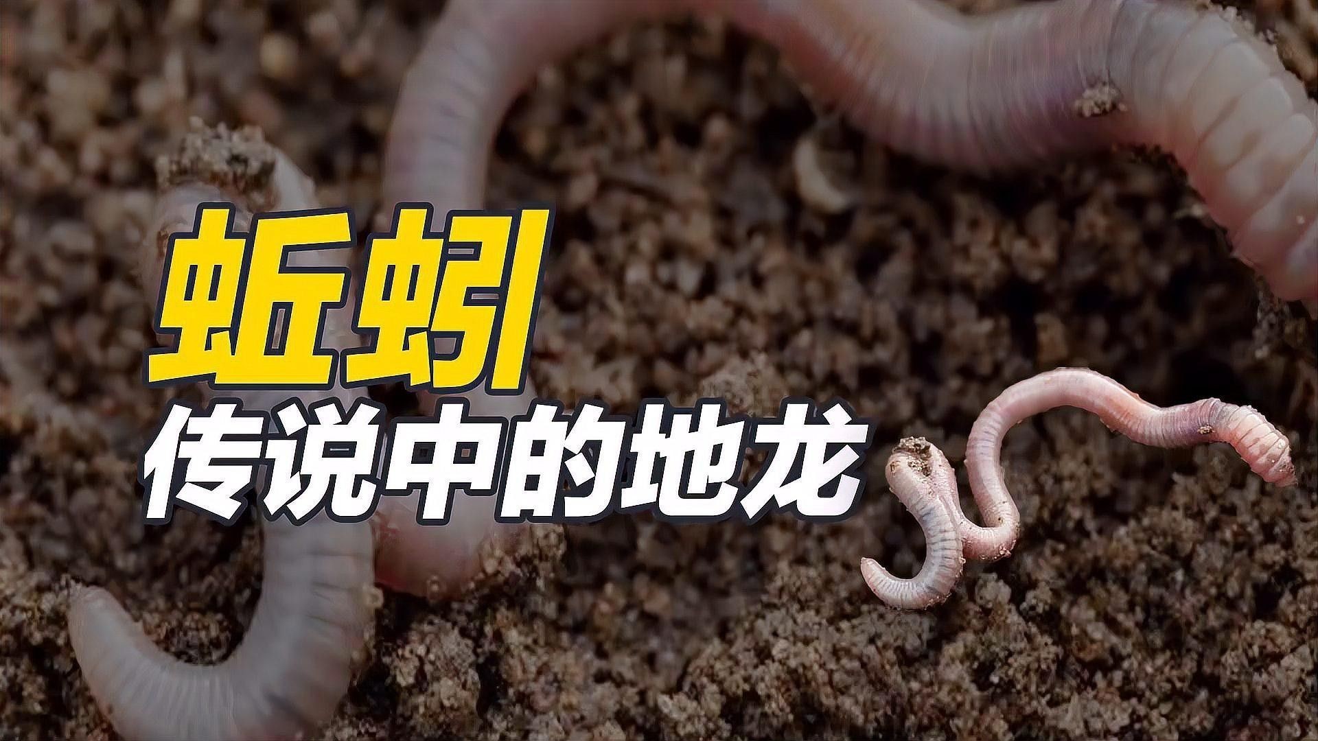 蚯蚓和地龍有什么區別（地龍和蚯蚓是一樣的嗎） 蚯蚓和地龍有什么區別（地龍和蚯蚓是一樣的嗎） 觀賞魚百科 第2張