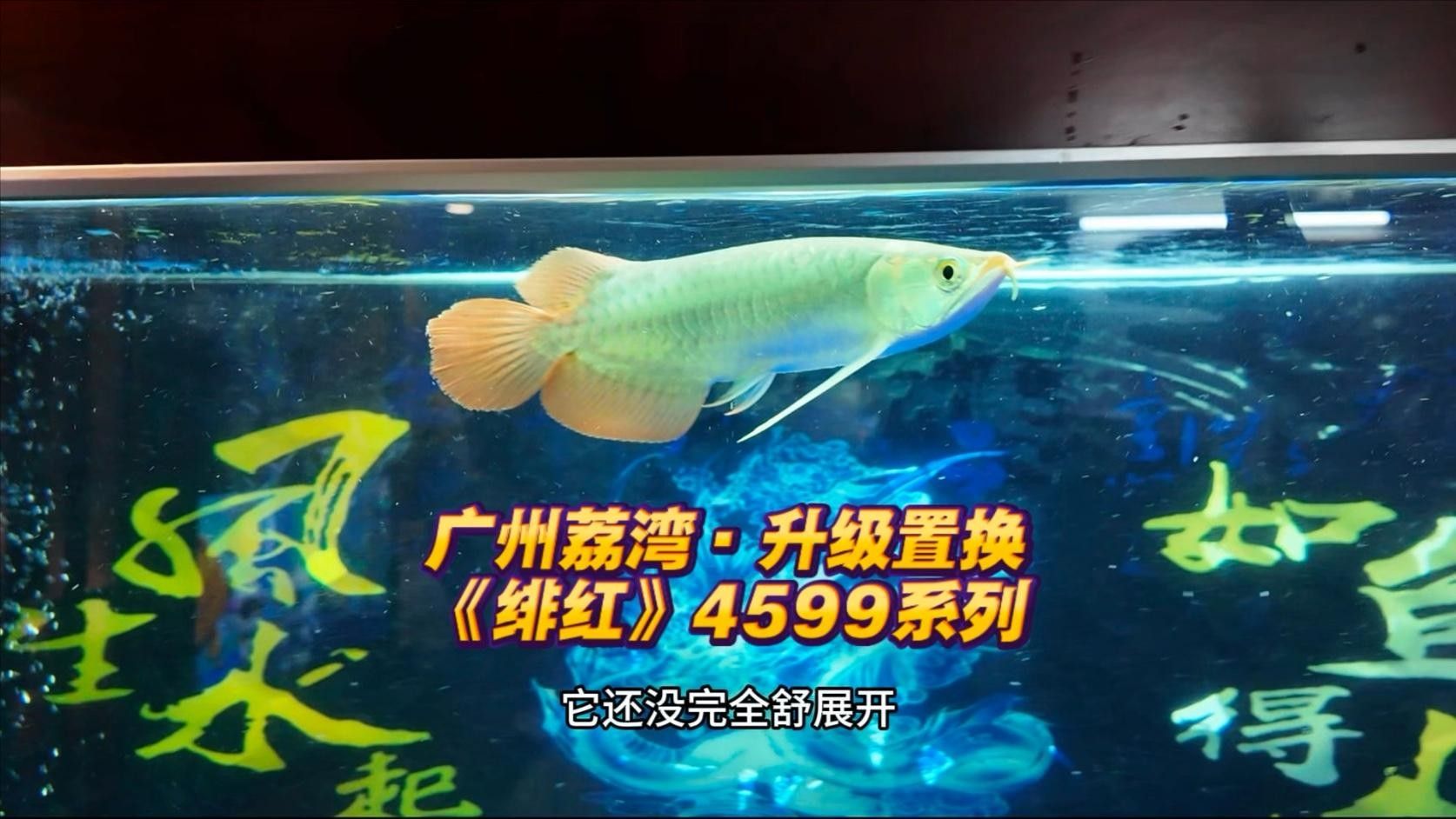 廣州紅龍魚（廣州紅龍魚啊捷廣州紅龍魚啊捷廣州荔灣送貨上門）