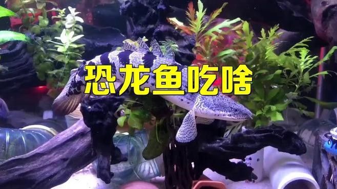 如何給恐龍魚喂活餌（恐龍魚的飼養(yǎng)方法）