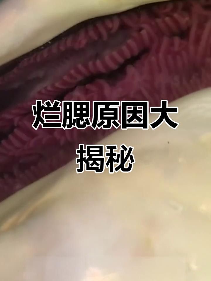 鰓蓋有洞要警惕三種病（魚類鰓蓋有洞要警惕三種病，魚鰓蓋有洞要警惕三種病） 鰓蓋有洞要警惕三種病（魚類鰓蓋有洞要警惕三種病，魚鰓蓋有洞要警惕三種病） 觀賞魚百科 第2張