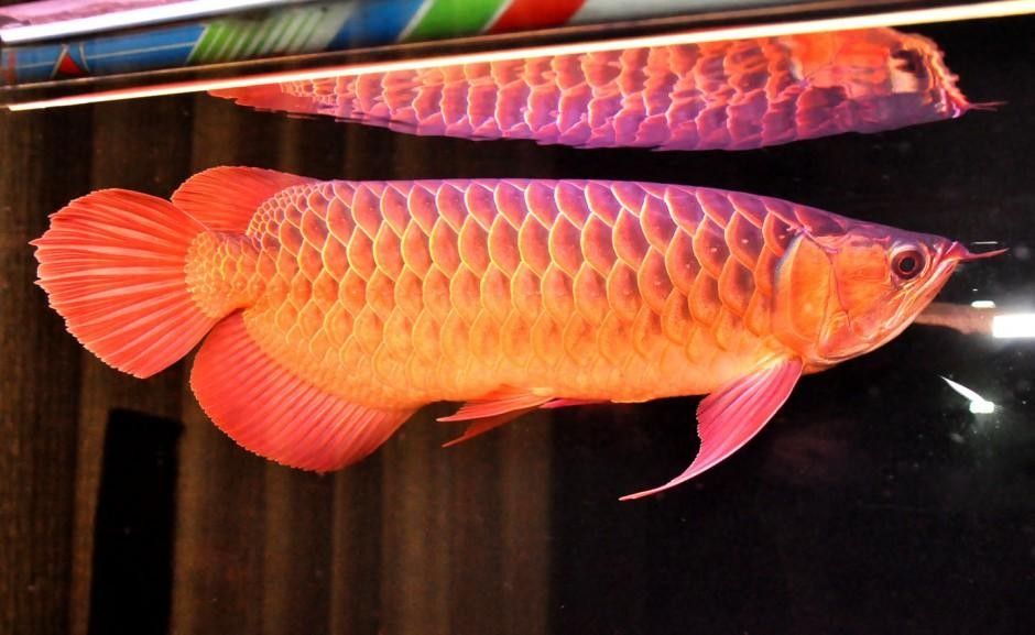 哪種粉色金龍魚(yú)品種最稀有（粉色金龍魚(yú)和粉紅龍魚(yú)哪個(gè)更稀有金龍魚(yú)品種全解析）