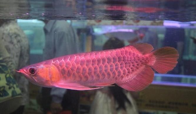 哪種粉色金龍魚品種最稀有（粉色金龍魚和粉紅龍魚哪個更稀有金龍魚品種全解析）