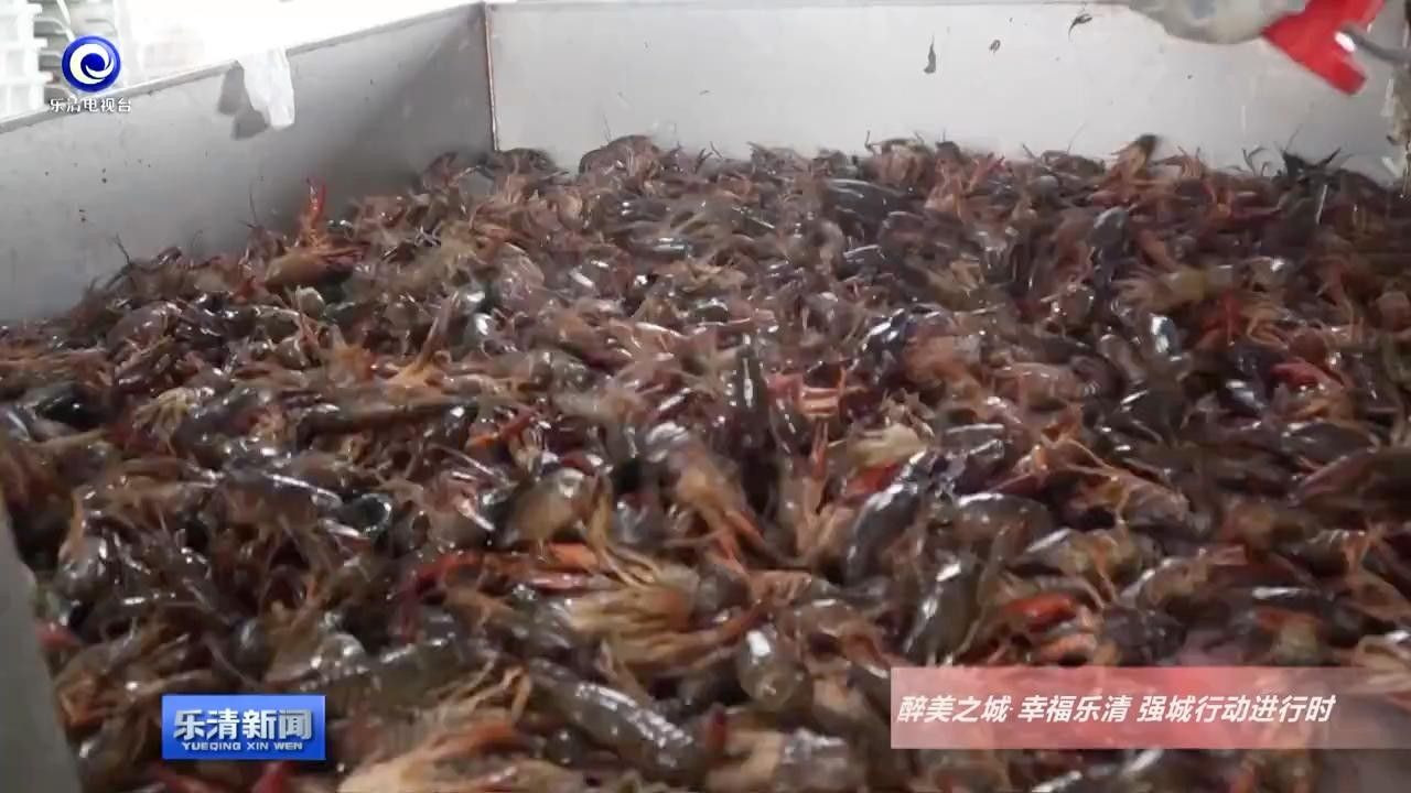 龍蝦批發樂清（樂清市哪個龍蝦批發市場規模大？） 龍蝦批發樂清（樂清市哪個龍蝦批發市場規模大？） 觀賞魚百科 第3張