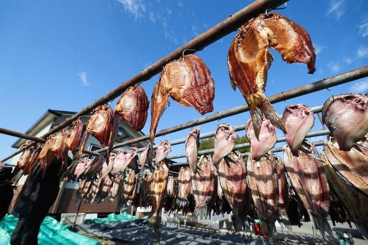 溫嶺特產龍頭魚干（浙江溫嶺特產龍頭魚干排行榜京東聽龍頭魚干有哪些品牌推薦） 溫嶺特產龍頭魚干（浙江溫嶺特產龍頭魚干排行榜京東聽龍頭魚干有哪些品牌推薦） 觀賞魚百科 第6張
