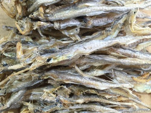 溫嶺特產龍頭魚干（浙江溫嶺特產龍頭魚干排行榜京東聽龍頭魚干有哪些品牌推薦） 溫嶺特產龍頭魚干（浙江溫嶺特產龍頭魚干排行榜京東聽龍頭魚干有哪些品牌推薦） 觀賞魚百科 第5張