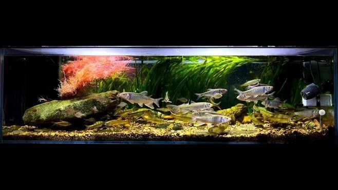 混養時需要多大的魚缸？（如何選擇合適的魚缸大小）