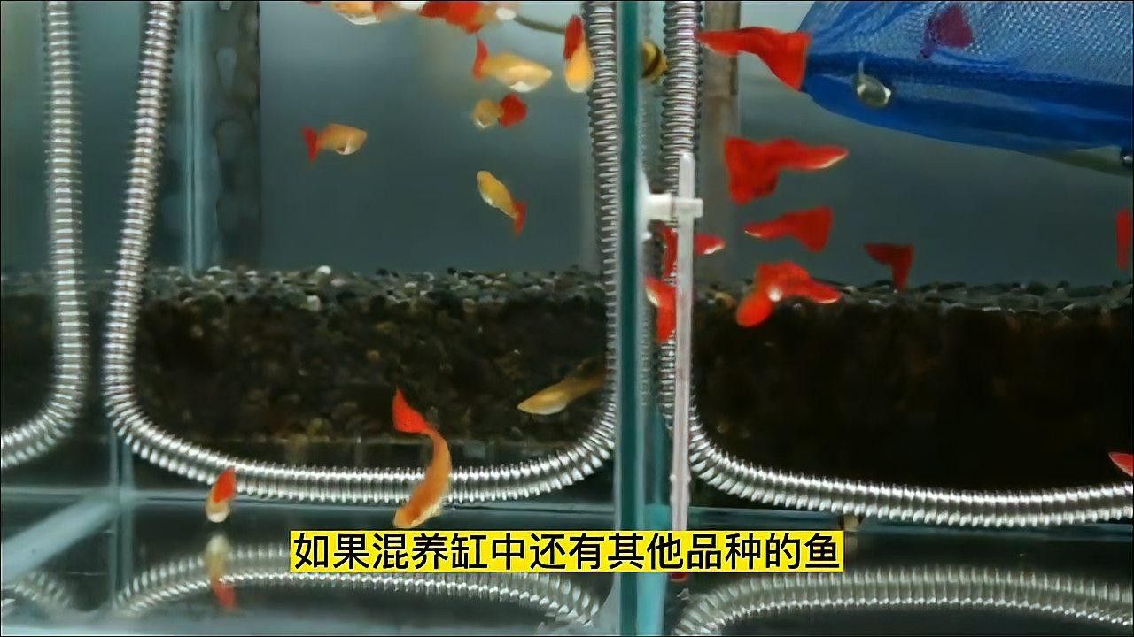 混養時需要多大的魚缸？（如何選擇合適的魚缸大小）