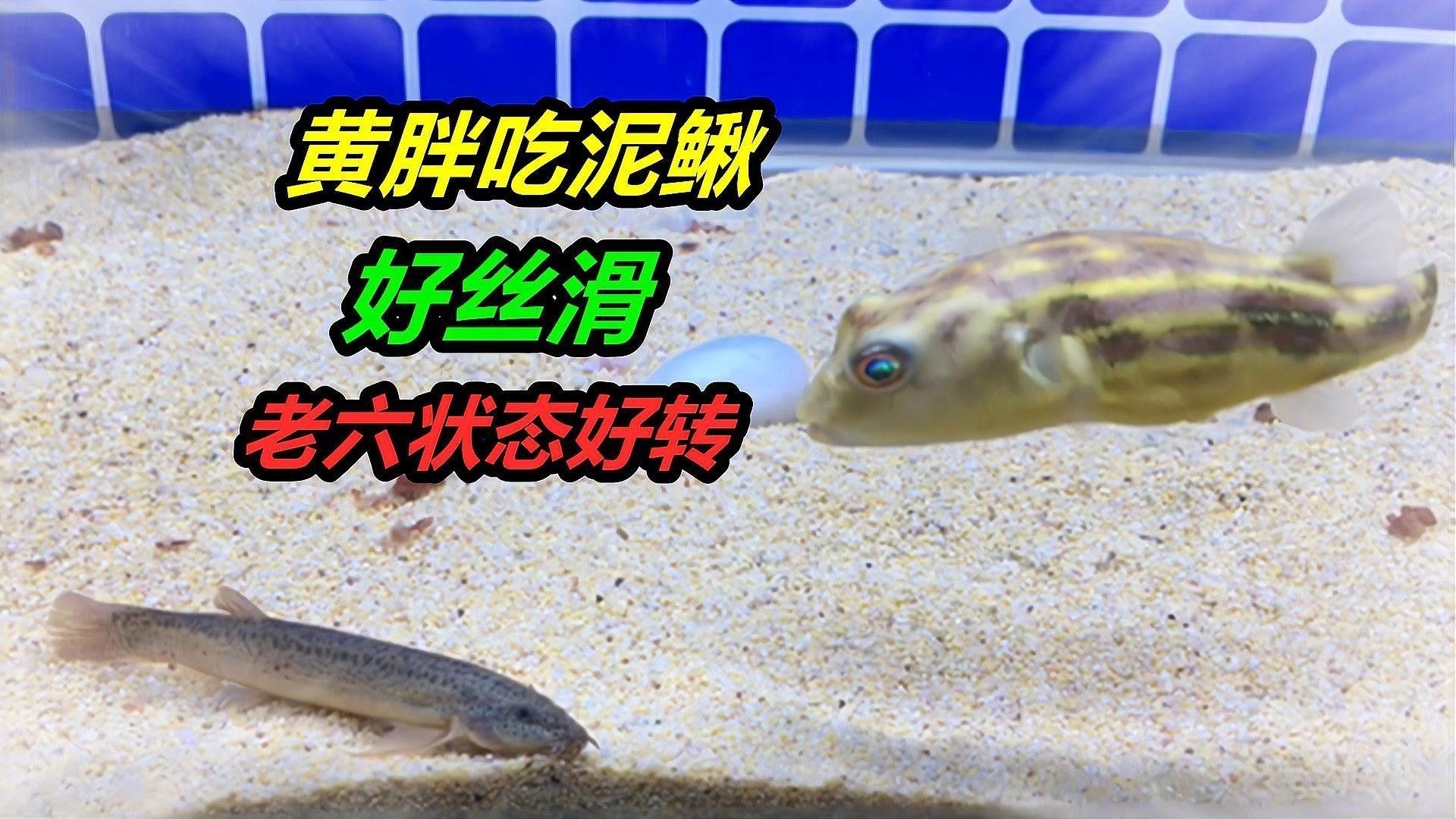 斑馬狗頭和什么魚混養(yǎng)最安全？（斑馬狗頭與其他魚類混養(yǎng)需要注意什么斑馬狗頭混養(yǎng)需要注意什么）