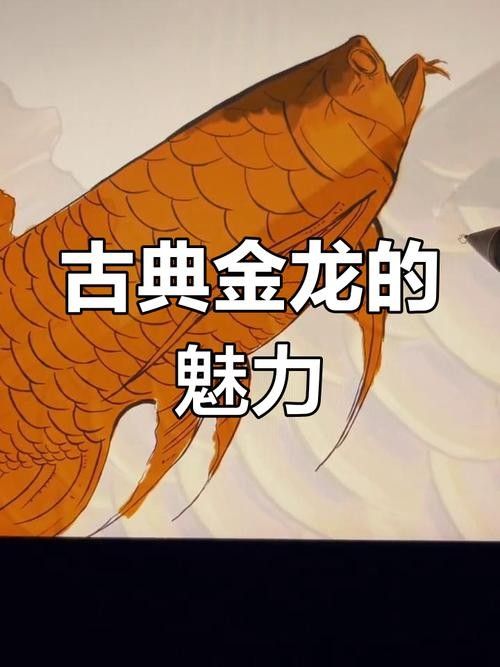 如何判斷金龍魚稀有品種的品相（觀賞魚世界金龍魚等級全解析:如何區分金龍魚品質松仔講魚~）