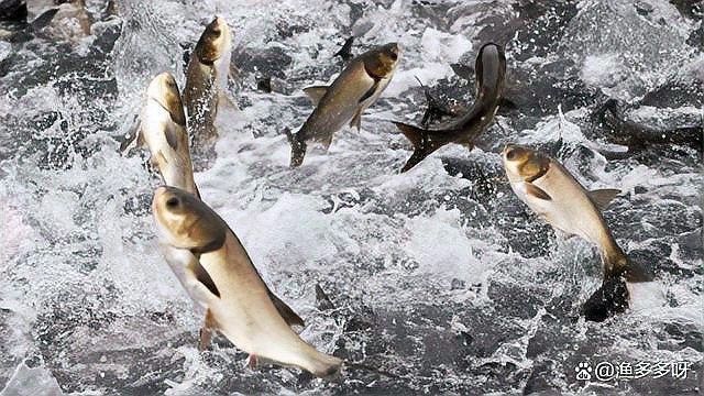 黑龍魚混養需要注意什么（追夢旅程龍魚混養的成功指南及禁忌解析龍魚混養技巧）