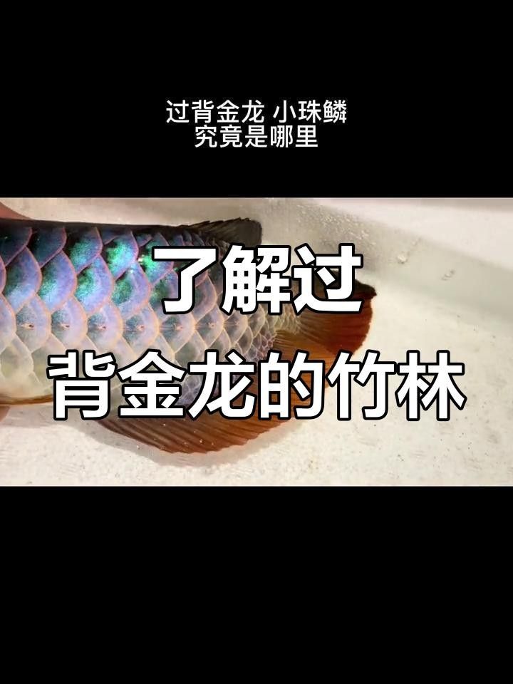 景祥水族龍魚過背金龍（景祥水族過背金龍魚） 景祥水族龍魚過背金龍（景祥水族過背金龍魚） 觀賞魚百科 第8張