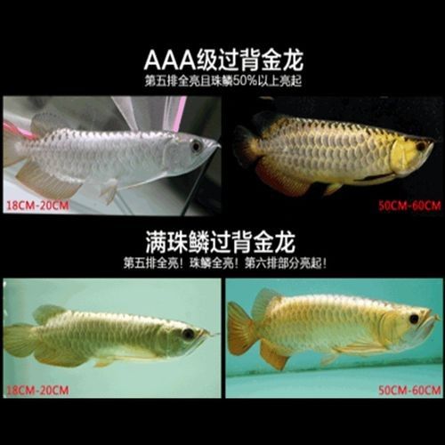 景祥水族龍魚過背金龍（景祥水族過背金龍魚） 景祥水族龍魚過背金龍（景祥水族過背金龍魚） 觀賞魚百科 第12張