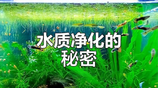 如何調節蝴蝶鯉和龍魚的水質（蝴蝶鯉和龍魚水質調整方法）