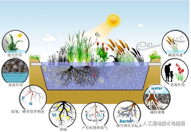 如何調節蝴蝶鯉和龍魚的水質（蝴蝶鯉和龍魚水質調整方法）