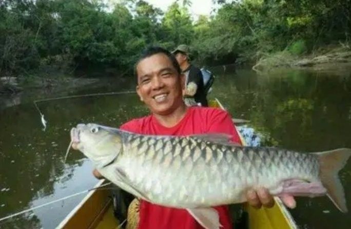 馬來西亞忘不了魚常見疾病（馬來西亞忘不了魚常見疾病問題及其對養殖業的影響） 馬來西亞忘不了魚常見疾病（馬來西亞忘不了魚常見疾病問題及其對養殖業的影響） 觀賞魚百科 第3張