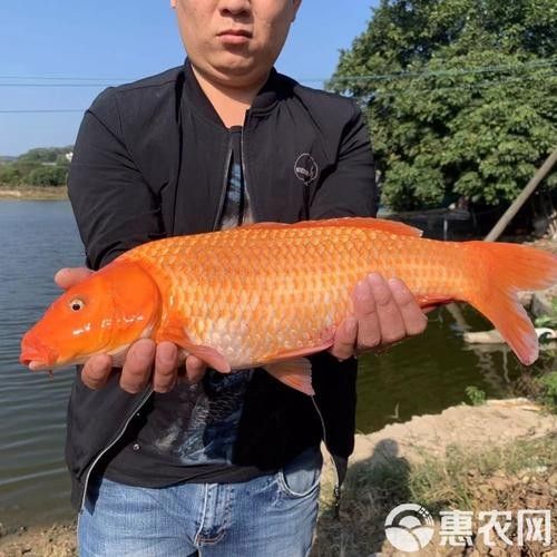 興國紅鯉魚好不好（關于興國紅鯉魚的介紹）